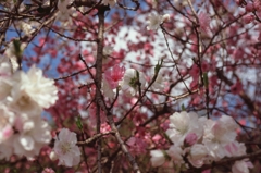 二色桜