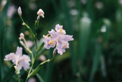 庭に咲いた花