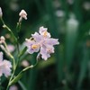 庭に咲いた花