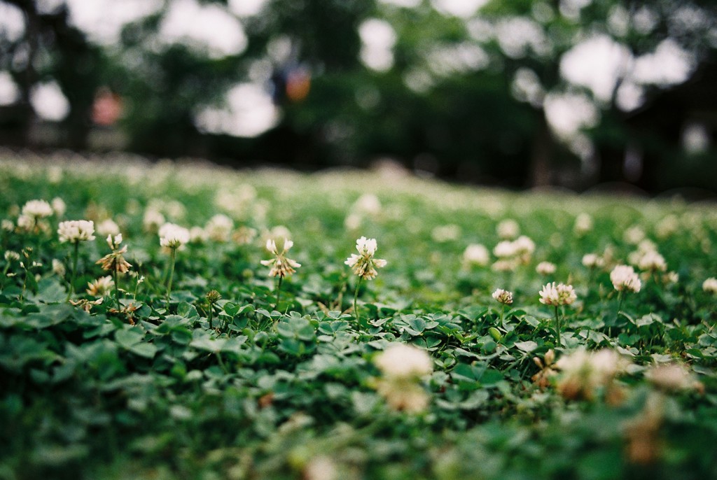城爪草