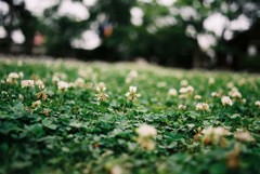 城爪草