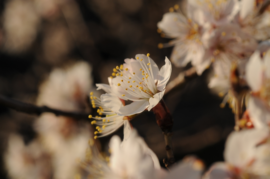 さくらんぼの花2019その３