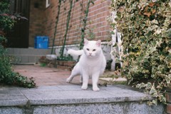 近所の猫