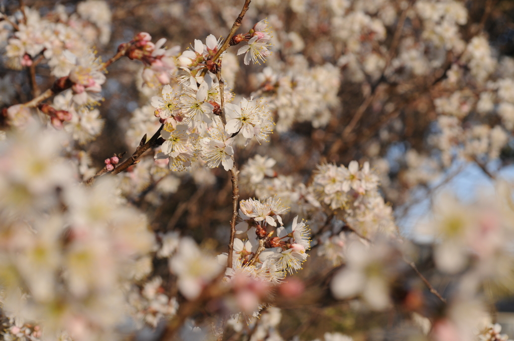 さくらんぼの花2019その1