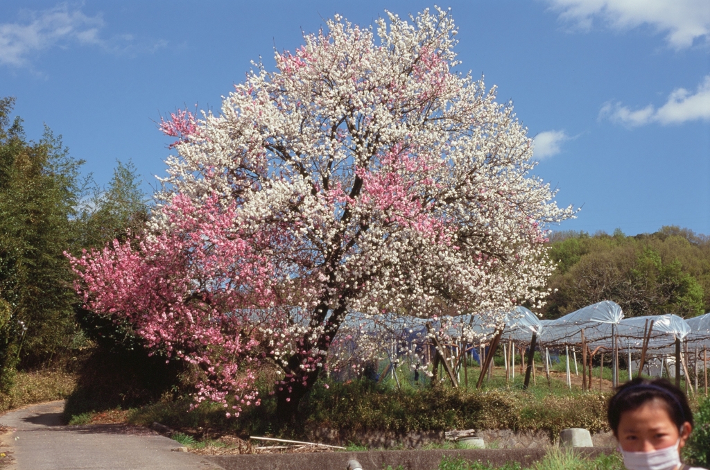 二色桜