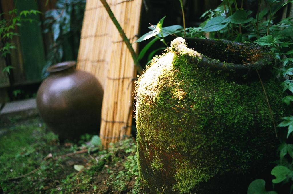 苔のツボ