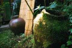 苔のツボ