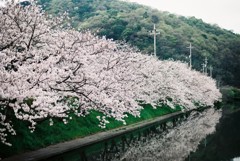 曇天のさくら3