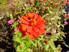 花とてんとう虫