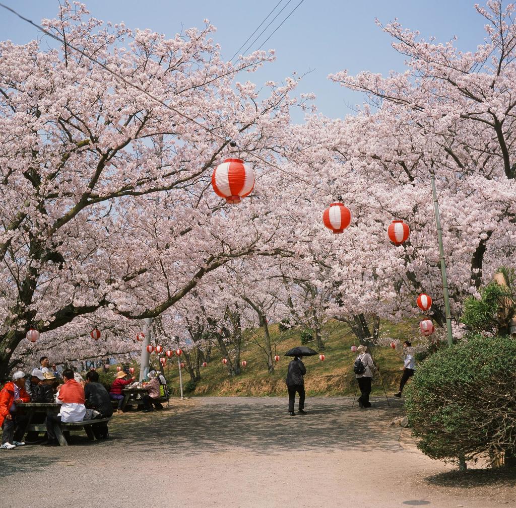 開山、花見