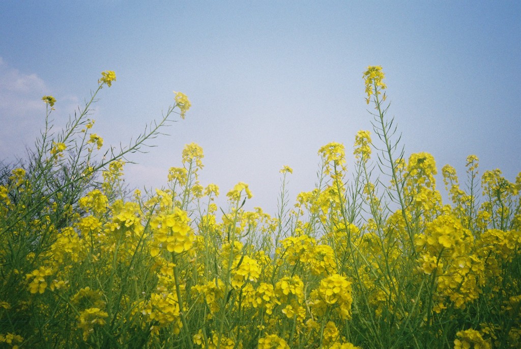 菜の花