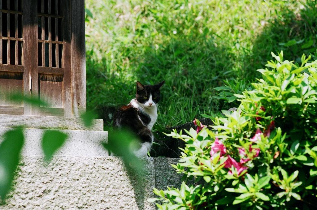 猫になりたい