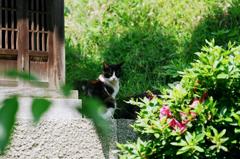 猫になりたい