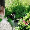 猫になりたい
