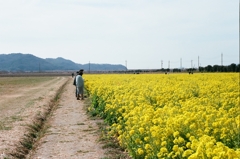 菜の花　笠岡ベイファーム2021