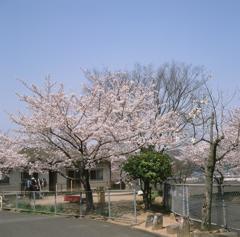 桜3