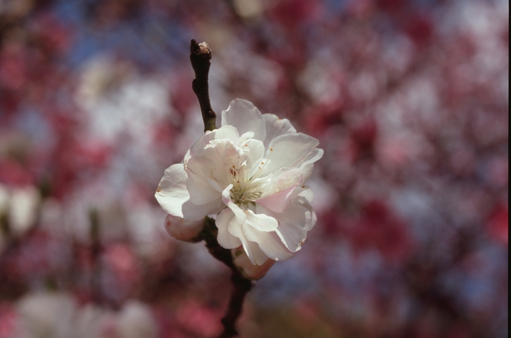 二色桜