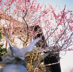 梅の花