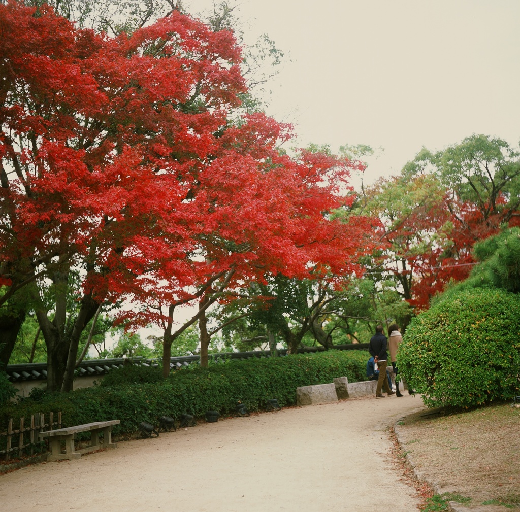 後楽園　紅葉