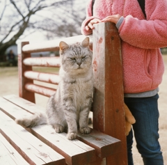 尾道ねこと子供2