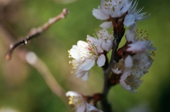 さくらんぼの花　2021