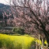 杏の花と菜の花