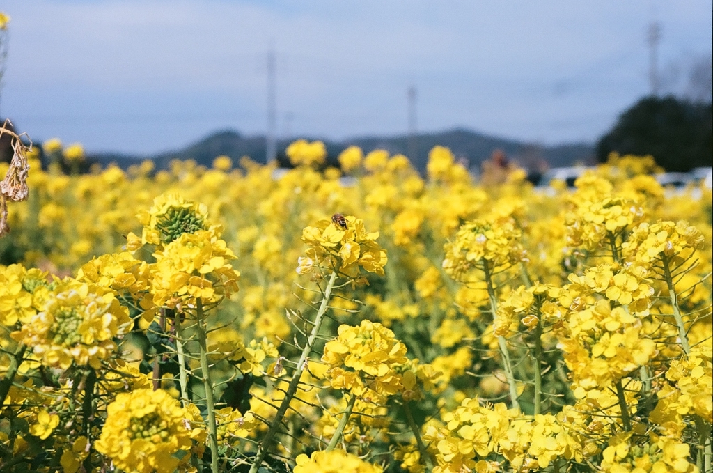 菜の花　笠岡ベイファーム2021