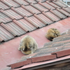 ねこ毬