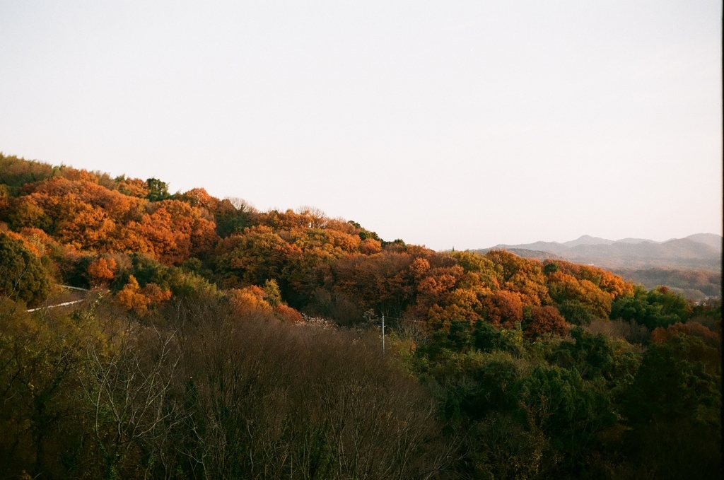紅葉