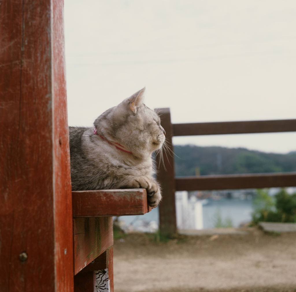 尾道ねこ