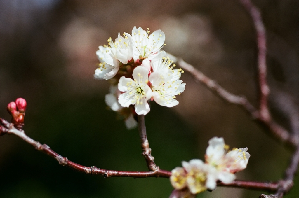 さくらんぼの花　2021