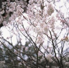 さくらんぼの花　夕方