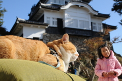 備中松山城　城主　さんじゅうろう