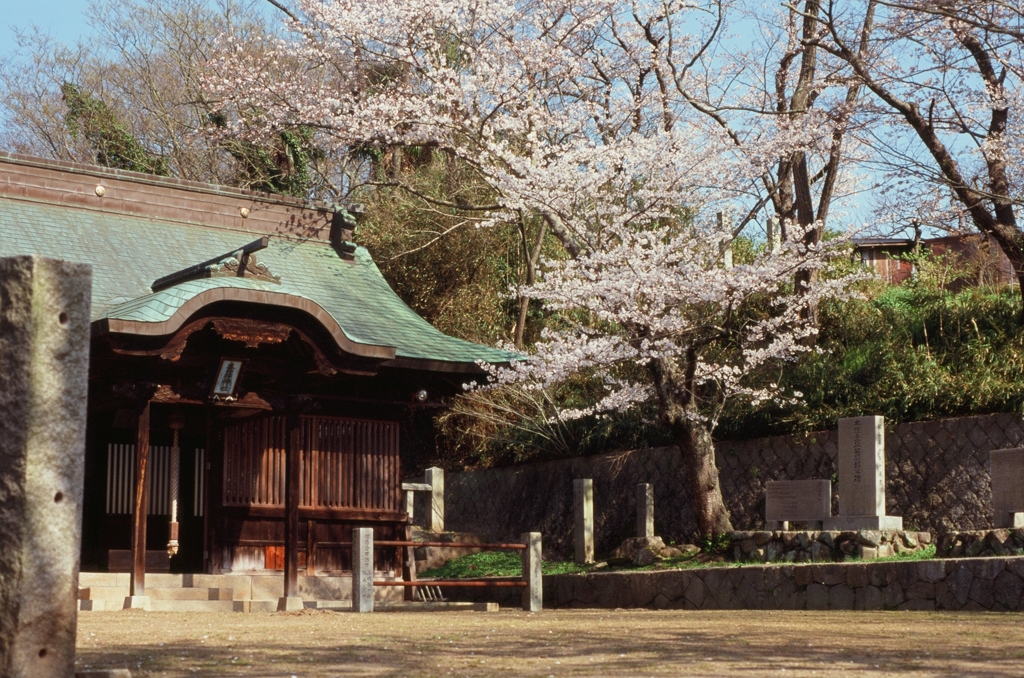 神社の桜
