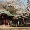 神社の桜