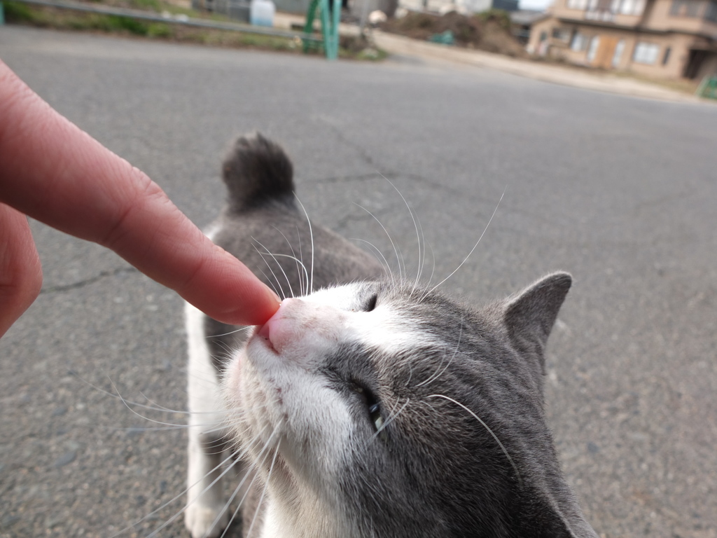 はなタッチ