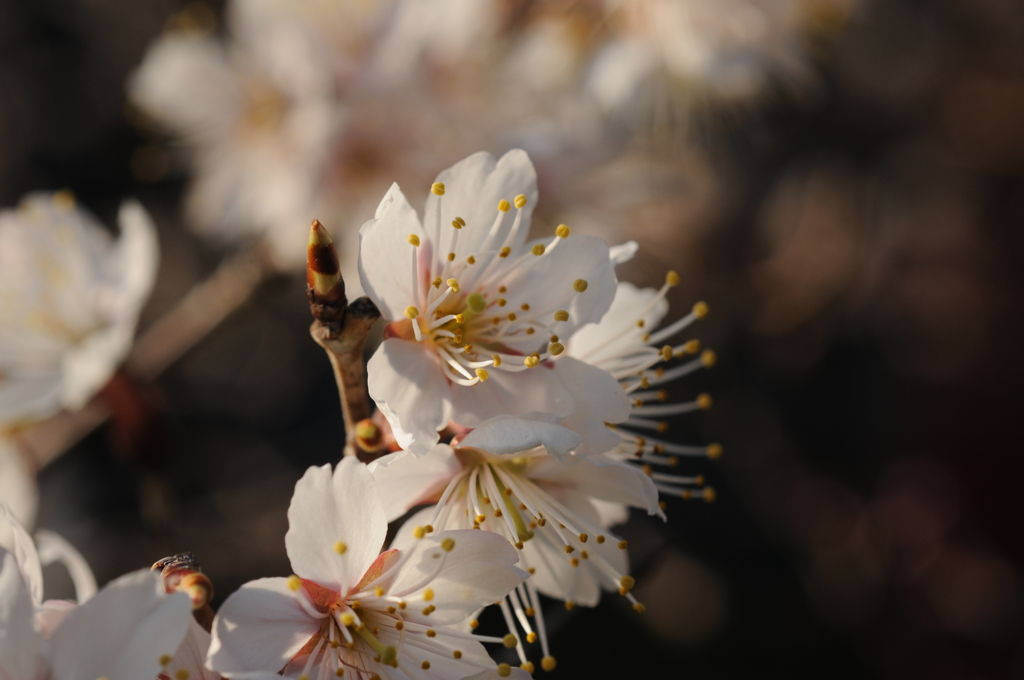 さくらんぼの花2019その５