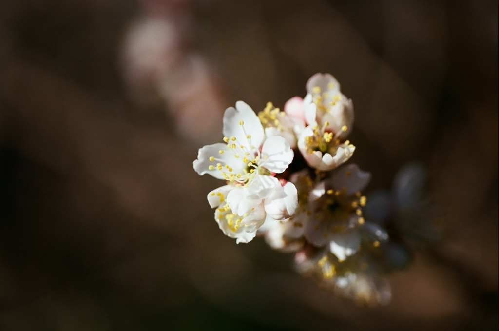 さくらんぼの花　2021