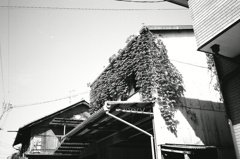 蔦