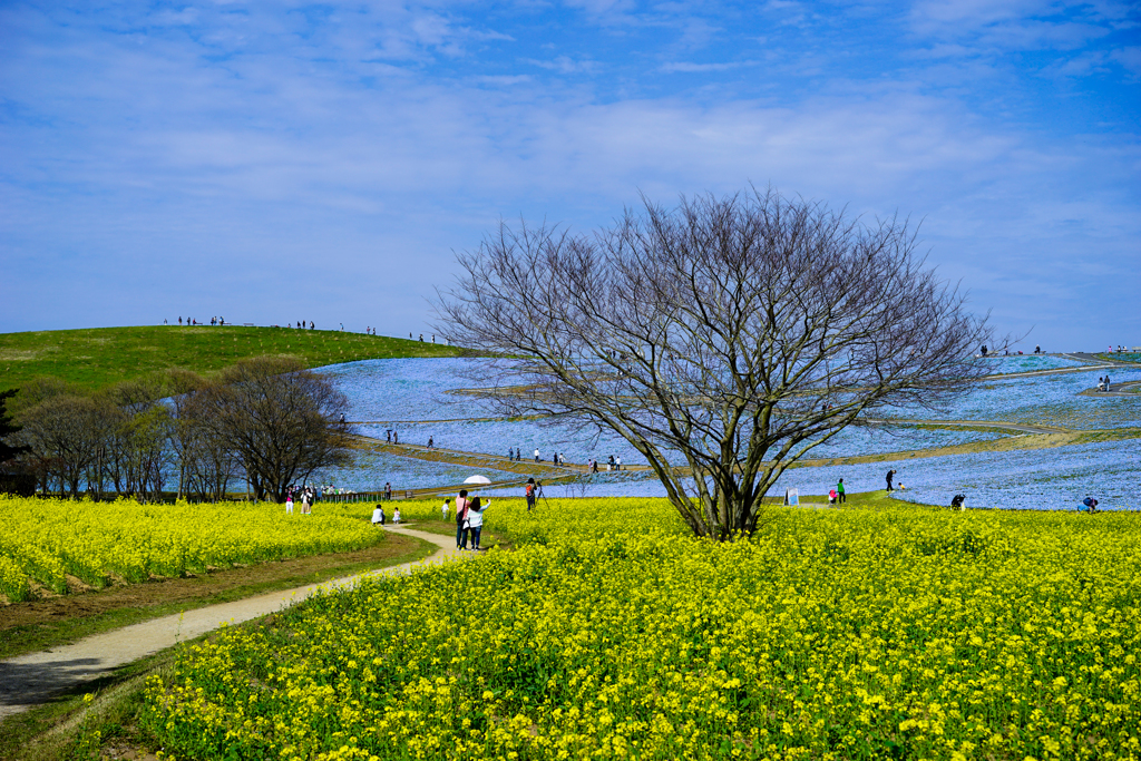 日立海浜公園1