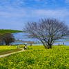 日立海浜公園1
