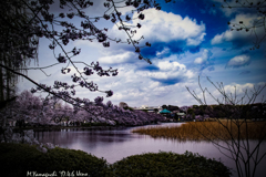 不忍池のさくら風景