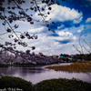不忍池のさくら風景
