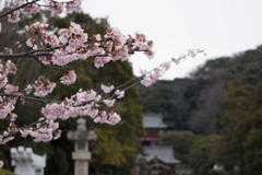鎌倉　鶴岡八幡宮