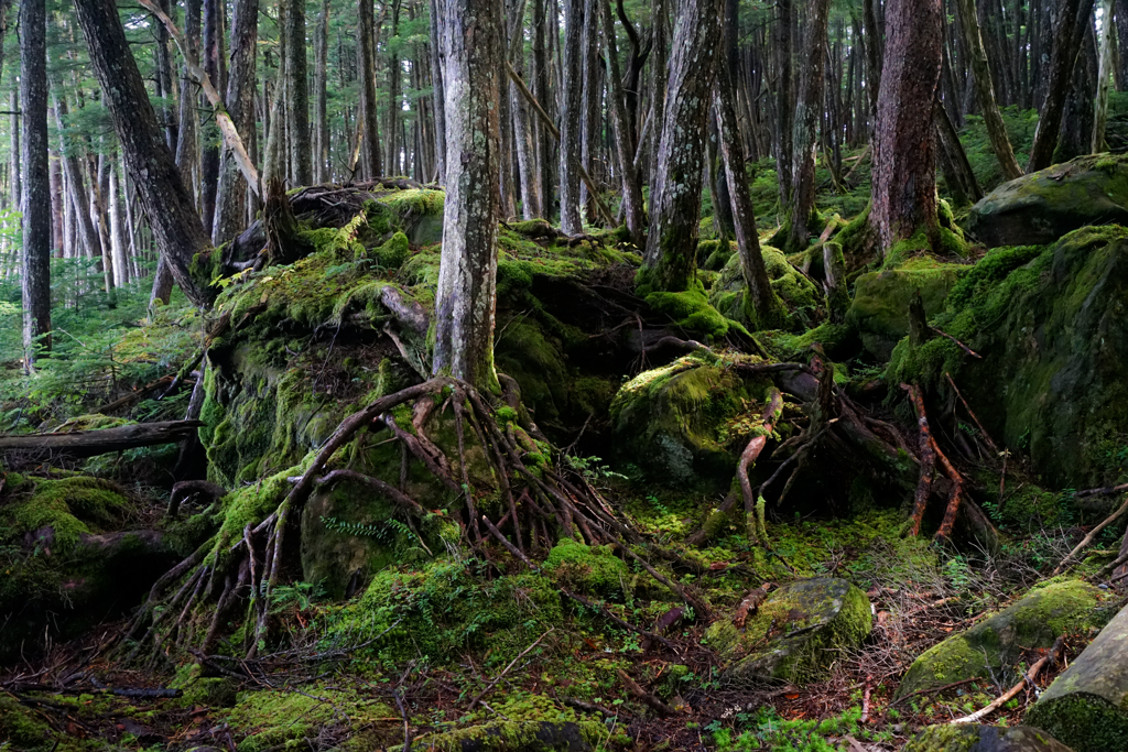 北八ヶ岳苔の森