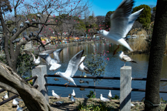 上野.不忍池