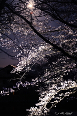 月夜の夜桜・映り込み_3