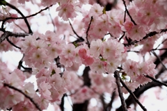 華やかなり八重桜