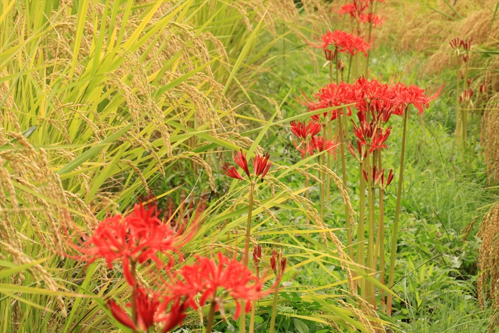 畦に艶花_3