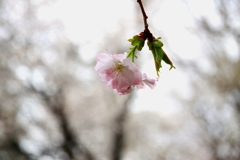小雨につぶやく八重桜